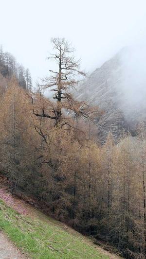 seo搜索引擎优化工具截图4