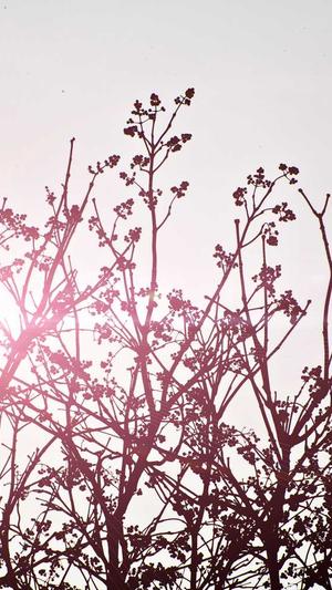 seo教程蜘蛛池秒收录截图2