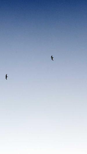 百度seo查询工具截图3