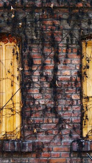 蜘蛛池怎么弄假蜘蛛巢截图2