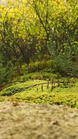 泛目录推广接单截图3