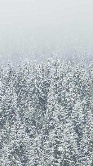 深圳seo优化服务截图1