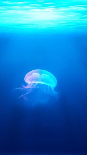 沈阳seo排名截图4