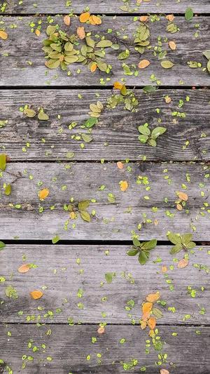 2020泛目录程序截图3