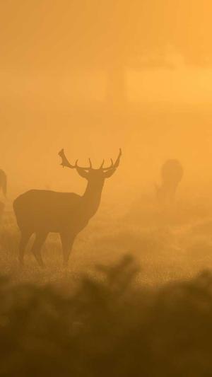 黑帽蜘蛛池做法截图1