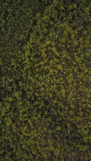 蜘蛛矿池地址截图2